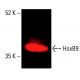 HoxB9 Antibody (H-8): sc-398500. Near-Infrared western blot analysis of HoxB9 expression in K-562 nuclear extract. Detection reagent used: m-IgG<sub>2a</sub> BP-CFL 790: sc-542740. Blocked with UltraCruz<sup>®</sup> Blocking Reagent: sc-516214. HoxB9 Antibody (H-8) - Western Blotting - Image 416609