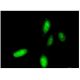 HoxC10 Antibody (3F2) - Immunofluorescence - Image 351743 