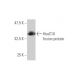 HoxC10 Antibody (3F2) - Western Blotting - Image 348519
