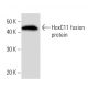 HoxC11 Antibody (HOX5J232) - Western Blotting - Image 16858