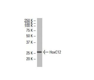 HoxC12 Antibody (LX-O) - Western Blotting - Image 33616