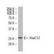 HoxC12 Antibody (LX-O) - Western Blotting - Image 33616