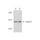 HoxC13 Antibody (F-5) - Western Blotting - Image 318579