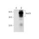 HoxC4 Antibody (G-12) - Western Blotting - Image 304503