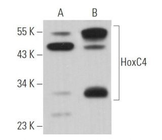 HoxC4 Antibody (G-12) - Western Blotting - Image 368739 