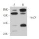 HoxC4 Antibody (G-12) - Western Blotting - Image 368739 