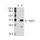 HoxC4 Antibody (RR-Y) - Western Blotting - Image 36996