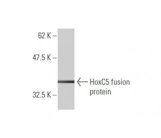 HoxC5 Antibody (1E10) - Western Blotting - Image 348517