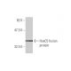 HoxC5 Antibody (1E10) - Western Blotting - Image 348517