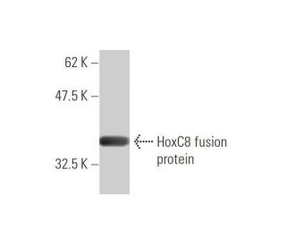 HoxC8 Antibody (1H2) - Western Blotting - Image 348518