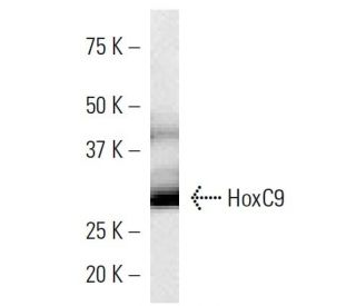 HoxC9 Antibody (HOXCA6E6) - Western Blotting - Image 16859 
