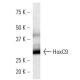HoxC9 Antibody (HOXCA6E6) - Western Blotting - Image 16859 