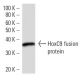 HoxC9 Antibody (HOXCA6E6) - Western Blotting - Image 16860 