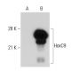 HoxC9 Antibody (HOXCA6E6) - Western Blotting - Image 38236