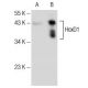 HoxD1 Antibody (H-6) - Western Blotting - Image 145655