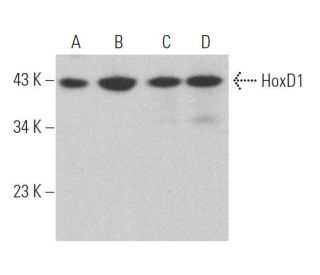 HoxD1 Antibody (H-6) - Western Blotting - Image 370070 
