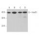 HoxD1 Antibody (H-6) - Western Blotting - Image 370070 