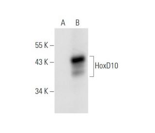 HoxD10 Antibody (G-3) - Western Blotting - Image 68605