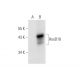HoxD10 Antibody (G-3) - Western Blotting - Image 68605