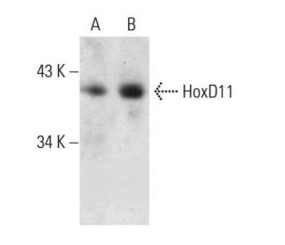 HoxD11 Antibody (R-26) - Western Blotting - Image 384544 