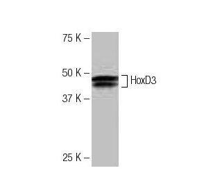 HoxD3 Antibody (4AY) - Western Blotting - Image 53868The Double Nickase Plasmid features a U6 promoter for sgRNA expression, a 20 nt targeting sequence, and a gRNA scaffold to guide Cas9n. It includes a CBh promoter for Cas9n (D10A) and puromycin resistance, GFP for transfection verification, and nuclear localization signals (NLS). The 2A peptide allows co-expression of Cas9n and Puro from a single promoter, enabling precise genome editing with reduced off-target effects.