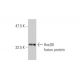 HoxD8 Antibody (3G8) - Western Blotting - Image 348520