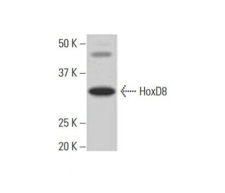 HoxD8 Antibody (3G8) - Western Blotting - Image 352118 