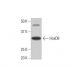 HoxD8 Antibody (3G8) - Western Blotting - Image 352118 