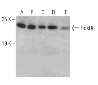 HoxD8 Antibody (E-11) - Western Blotting - Image 379347 