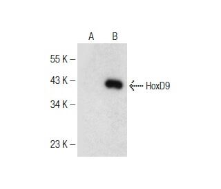 HoxD9 Antibody (B-1) - Western Blotting - Image 150983
