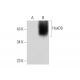 HoxD9 Antibody (B-9) - Western Blotting - Image 144664 