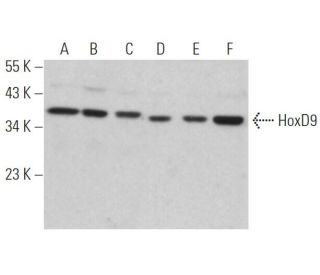 HoxD9 Antibody (B-9) - Western Blotting - Image 365960 