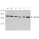 HoxD9 Antibody (B-9) - Western Blotting - Image 365960 