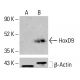 HoxD9 Antibody (B-9) - Western Blotting - Image 414357