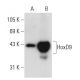 HoxD9 Antibody (E-3) - Western Blotting - Image 55362 
