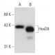 HoxD9 Antibody (E-3) - Western Blotting - Image 55364 