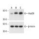 HoxD9 Antibody (E-3) - Western Blotting - Image 411209