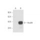 western blotting image from recommended HoxD9 (H-2) monoclonal antibody replacement. Image 58124