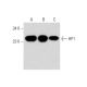 western blotting image from recommended HP1 (E-6) monoclonal antibody replacement. Image 345948