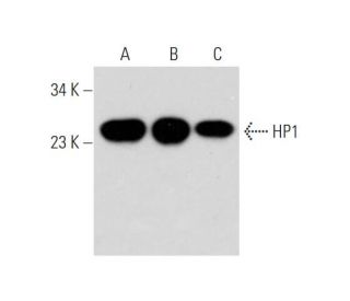 HP1 Antibody (E-6) - Western Blotting - Image 345948 