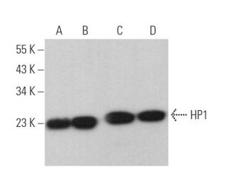 HP1 Antibody (E-6) - Western Blotting - Image 374416 