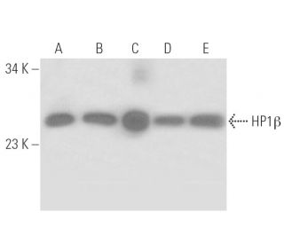 HP1β Antibody (MAC353) - Western Blotting - Image 17107Each CRISPR/Cas9 Knockout (KO) Plasmid product consists of a pool of 3 plasmids designed to ensure identification and cleavage of a specific gene for maximum knockout efficiency. Each plasmid encodes a unique 20 nt sequence derived from the GeCKO (v2) library.