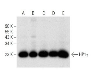 HP1γ Antibody (F-1) - Western Blotting - Image 305788