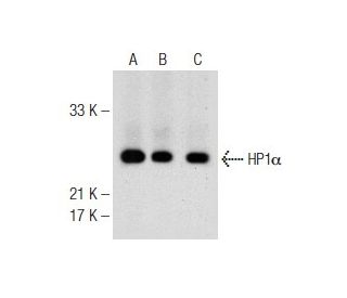 western blotting image from recommended HP1α (GA-62) monoclonal antibody replacement. Image 149037