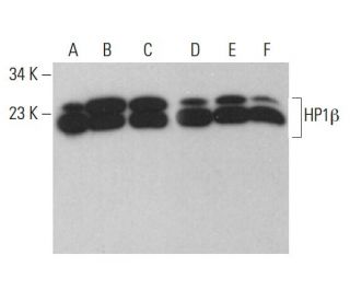 HP1&beta; Antibody (4D7B8) - Western Blotting - Image 376417 