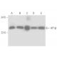 HP1β Antibody (MAC353) - Western Blotting - Image 17107 