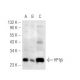 HP1β Antibody (MAC353) - Western Blotting - Image 50174