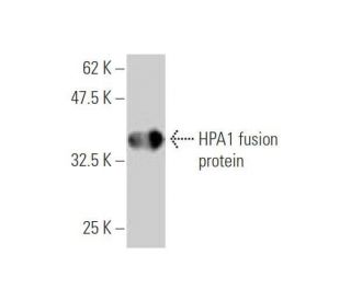 HPA1 Antibody (4D7) - Western Blotting - Image 349511