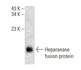 HPA1 Antibody (A-7) - Western Blotting - Image 398509