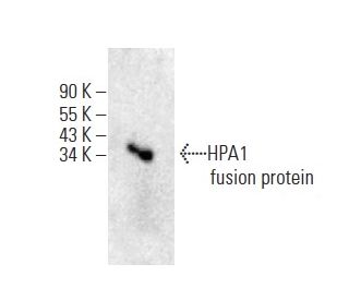 HPA1 Antibody (B-4) - Western Blotting - Image 398903 
